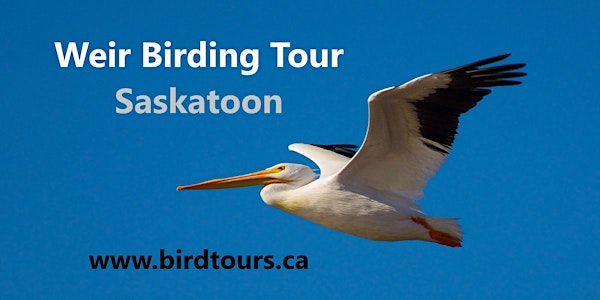 Saskatoon Weir Birdwatching Tour | Saskatoon Weir
