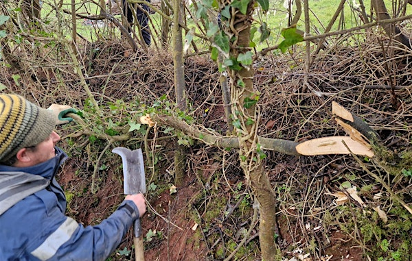 Hedgelaying Course Devon Style | Scorriton