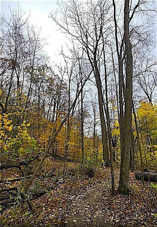 Waterdown Trail to Smokey Hollow (Bus Transportation Included) | 34 Asquith Ave