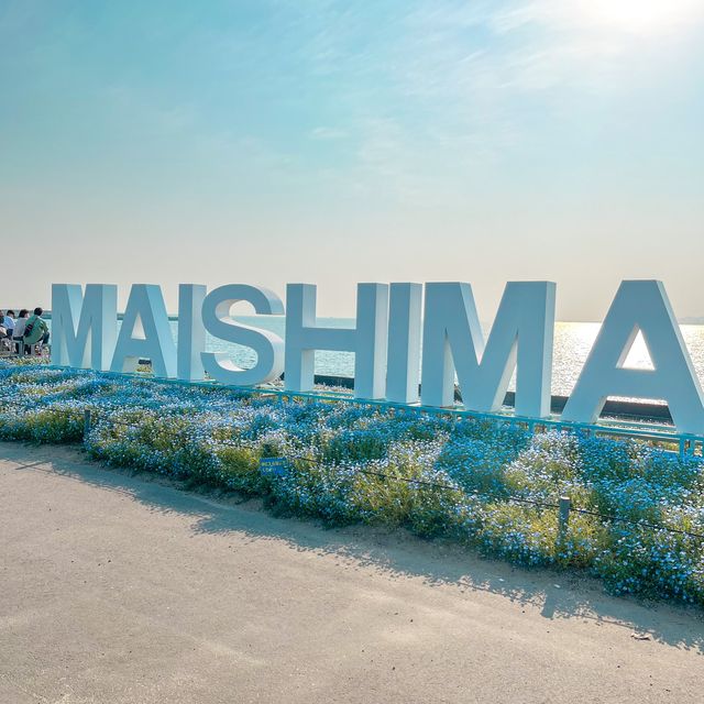 ネモフィラ畑見に行くなら大阪まいしまシーサイドパークへ🙋‍♂️🙋‍♀️