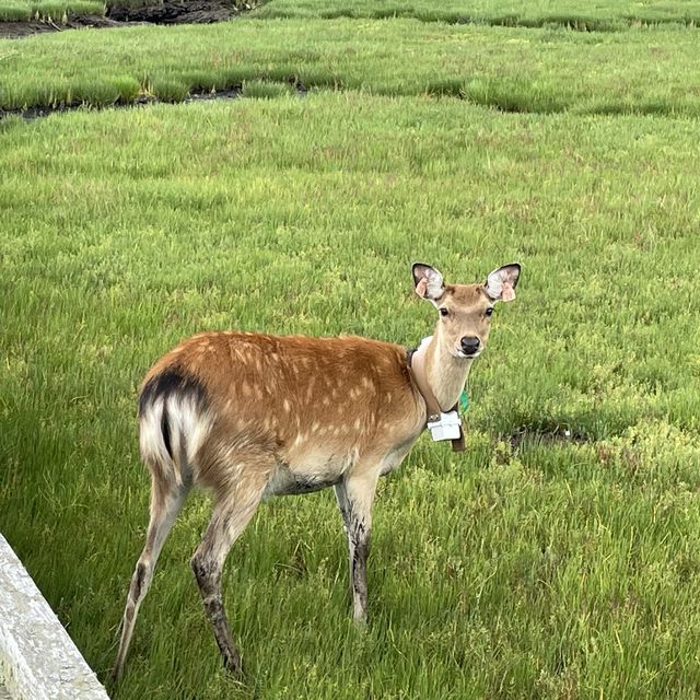 北海道　道東で出会った動物