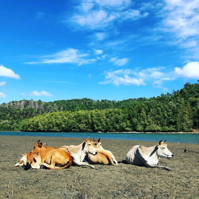 Mantanani Island the paradise 