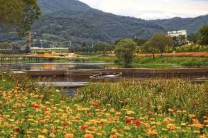 Yellow Flower Festival at Hwangryung River