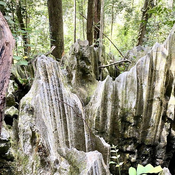 The Pinnacles - Mulu National Park, MZV