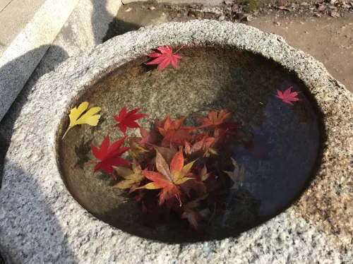 【滋賀】県内随一の紅葉スポット!鶏足寺をご紹介