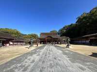 【太宰府天満宮】大菊華展🪷
