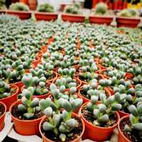 Beautiful Cactus 💖