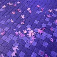 【横浜】マークイズみなとみらいのイルミネーションと紅葉のコラボレーション