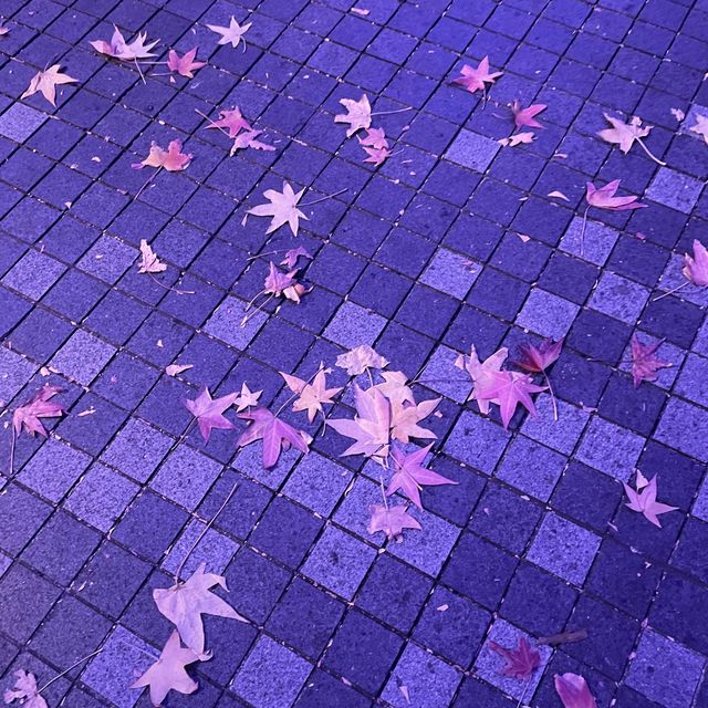 【横浜】マークイズみなとみらいのイルミネーションと紅葉のコラボレーション