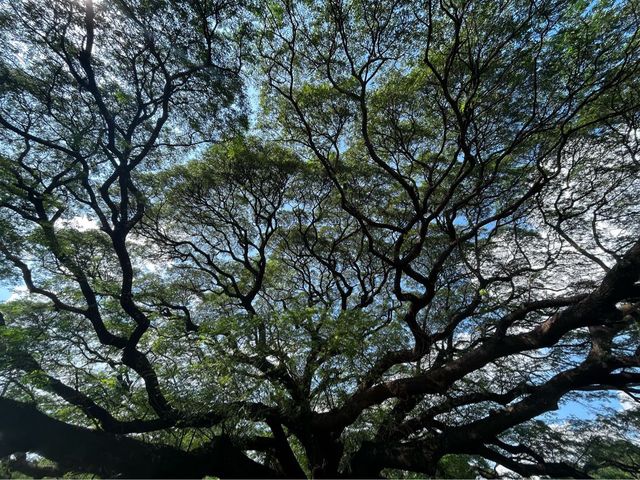 ต้นจามจุรียักษ์ 🌳🌳