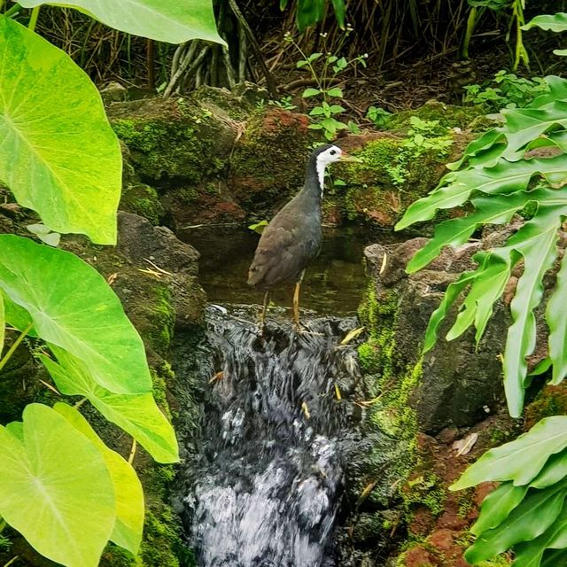 Up Close And Personal At Jurong Lake Gardens