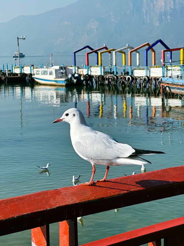 Dianchi Lake 