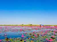 BOATING IN THE RED LOTUS SEA