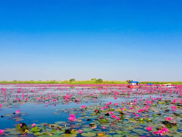 BOATING IN THE RED LOTUS SEA