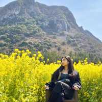 2월에 가기좋은, 제주 산방산 유채꽃밭🌼