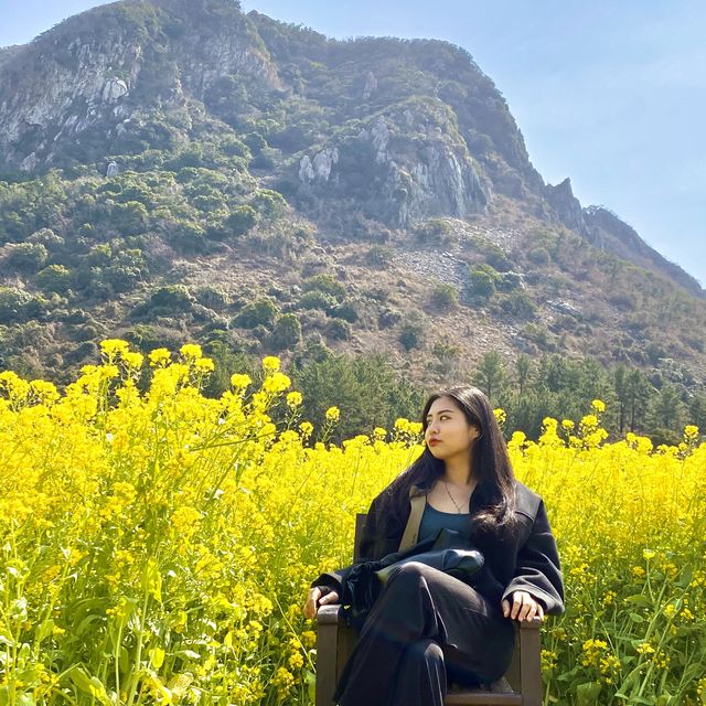 2월에 가기좋은, 제주 산방산 유채꽃밭🌼