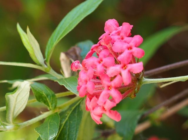 城市內小型森林 ~ 香港公園