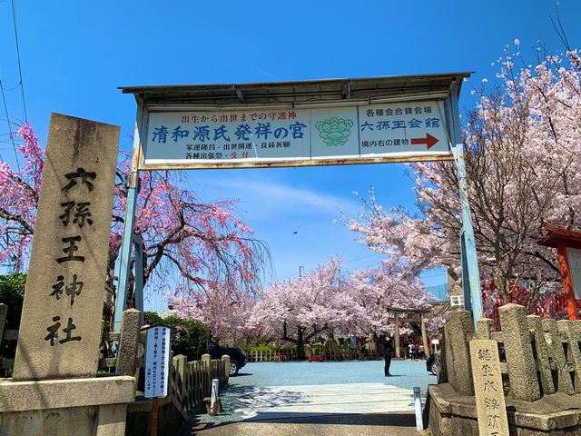 京都　京都散策旅　六孫王神社の桜に感動❗️