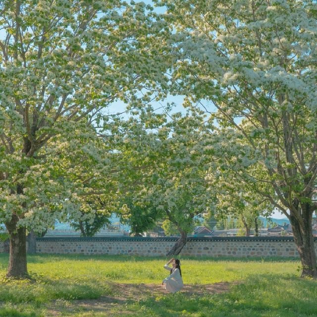 [대형 이팝나무를 만날 수 있는 경주, 오릉🌿]