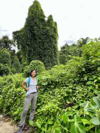 Searching for the Avatar Trees of Singapore