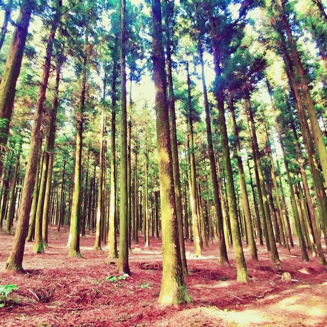 🌳 한라산에서 즐기는 숲캉스, 절물자연휴양림