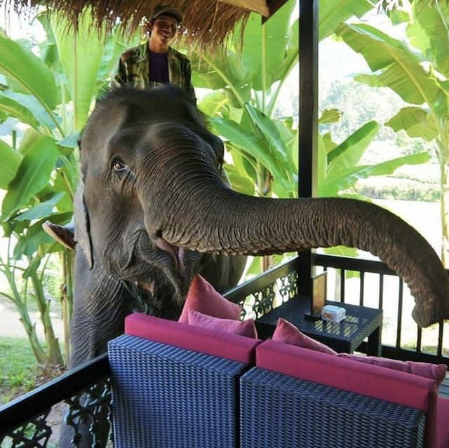 Elephant village 