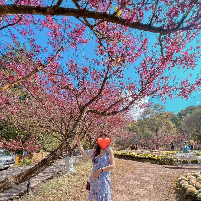 สวน80 ดอยอ่างขาง เชียงใหม่