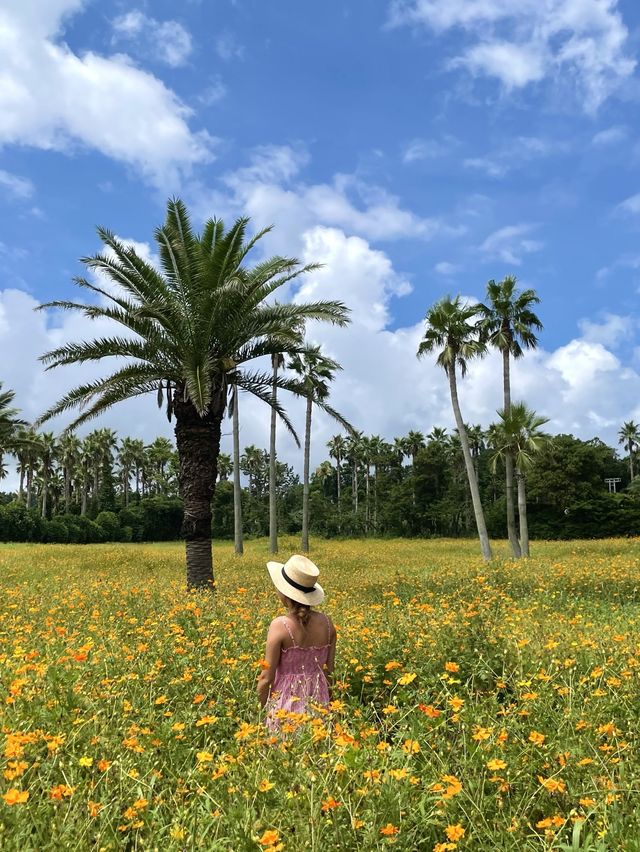 바다와 황화코스모스를 함께 볼 수 있는 곳💛