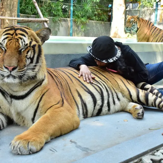 tiger park pattaya