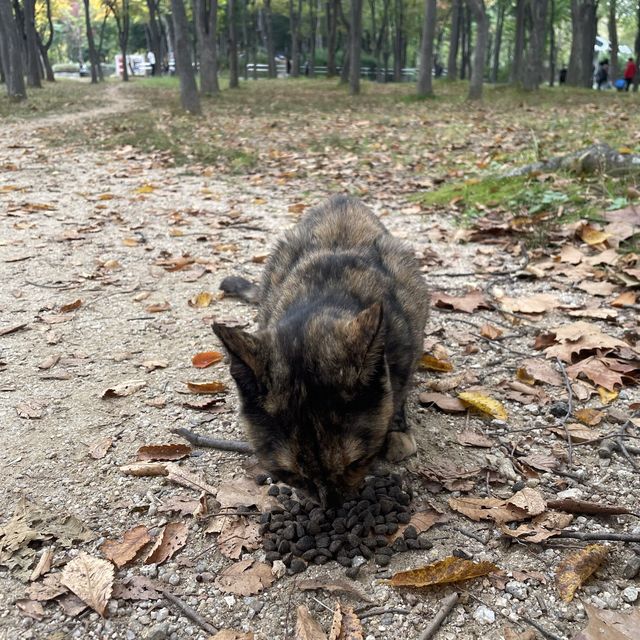 알록달록 단풍을 수놓은 양재시민의숲🍁