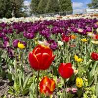 FLORIADE - a celebration of spring