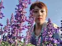 臺中后里 市郊人氣後花園 中社觀光花市花海