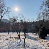 韓國🇰🇷春川南怡島🤲🏻冬日戀歌之路😌雪地浪漫💕漫步