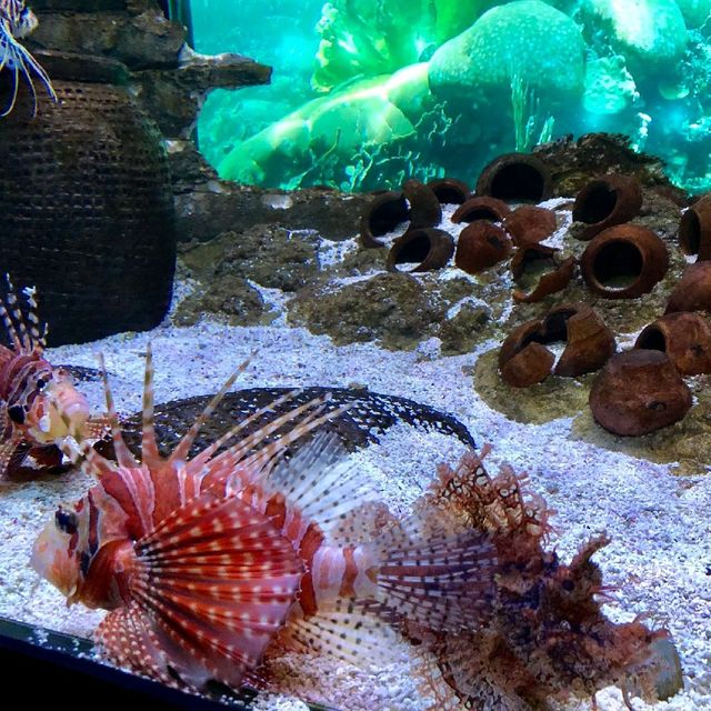 Aquaria 吉隆坡水族館