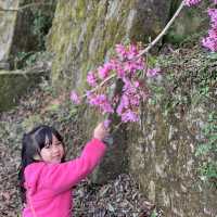 阿里山森林遊樂區