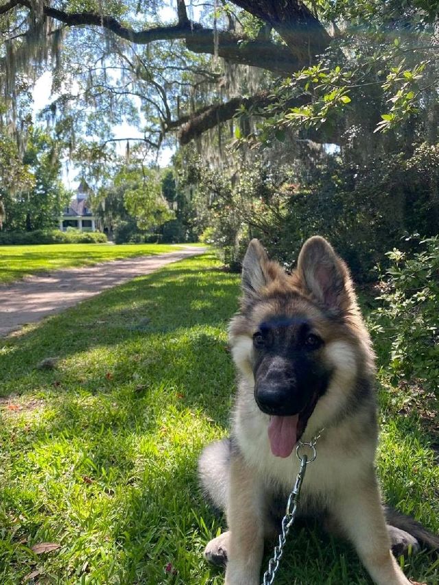 Magnolia Plantation & Gardens.