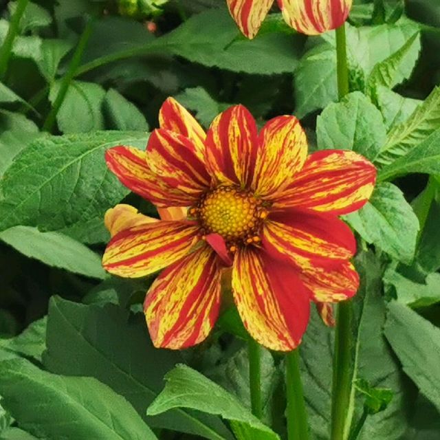 Flower Dome Singapore 