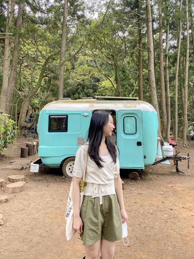 유채꽃밭에서 사진 찍을 수 있는 비밀의 숲 💛