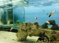 ; Pusat Ikan Hiasan PD.🐟