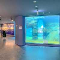 円山動物園・ホッキョクグマ館の水槽展示