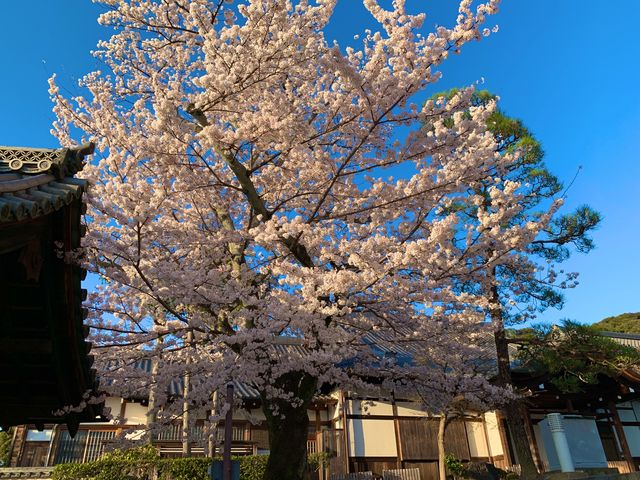 京都　京都散策旅！ねねの道から清水寺まで散策してみた！