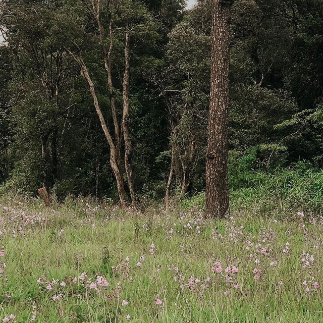 เดินป่าหน้าฝน - ภูสอยดาว 🌲🏞🌌🌫💫