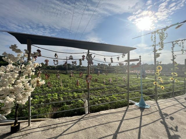 香港隱世花田-信芯園🌻🌼🌸
