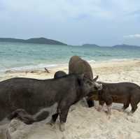 เกาะมัดสุม เกาะหมูอ้วน