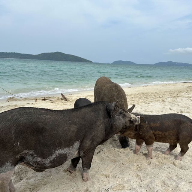 เกาะมัดสุม เกาะหมูอ้วน