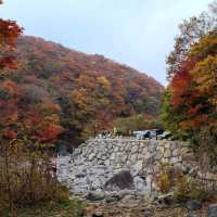 한라산 아래 제주 단풍 명소 <천아계곡>