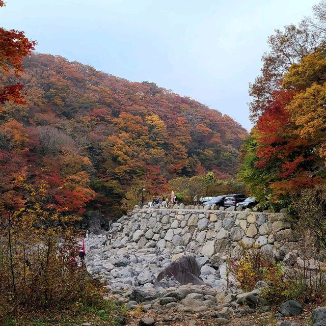 한라산 아래 제주 단풍 명소 <천아계곡>