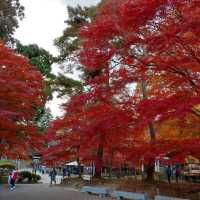 岩手県！世界遺産【平泉】中尊寺圧巻の紅葉