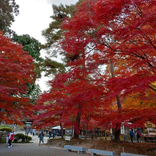 岩手県！世界遺産【平泉】中尊寺圧巻の紅葉