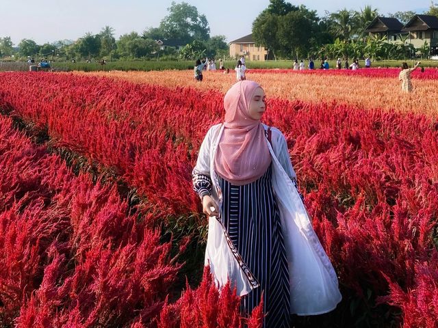 ชมสวนดอกไม้🌸🌼🌺เชียงใหม่